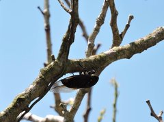 Cryptotympana mandarina