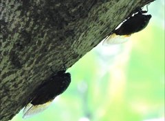 Cryptotympana mandarina