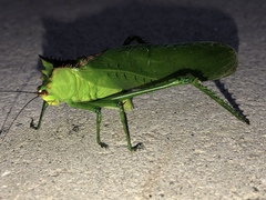 Nicklephyllum acanthonotum