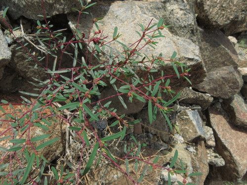Euphorbia arabica