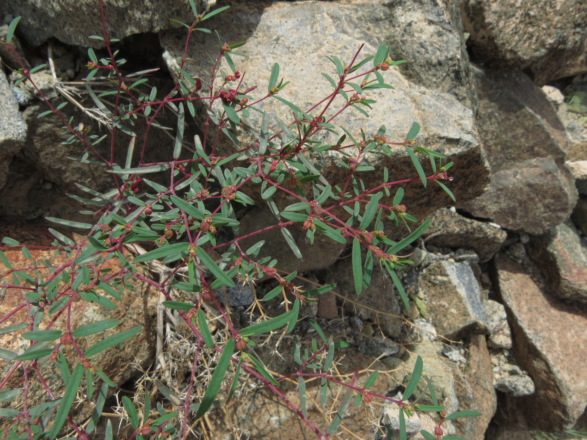 Euphorbia arabica
