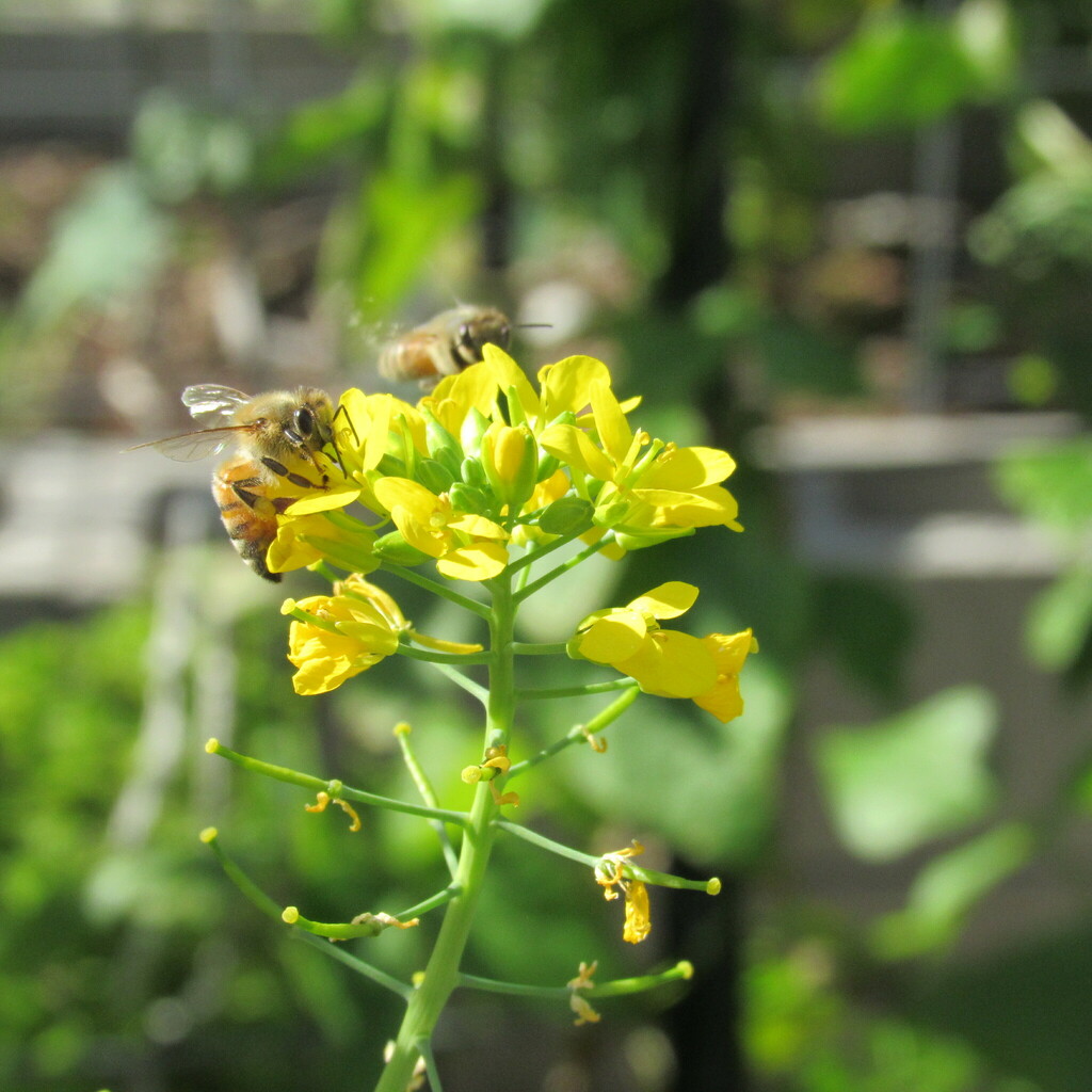 Western Honey Bee From Harker Heights TX USA On December 6 2023 At   Large 