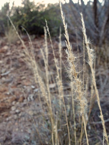 Pappophorum philippianum