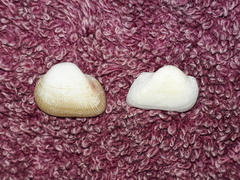 Striarca pisolina