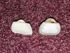 Striarca pisolina