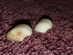Striarca pisolina