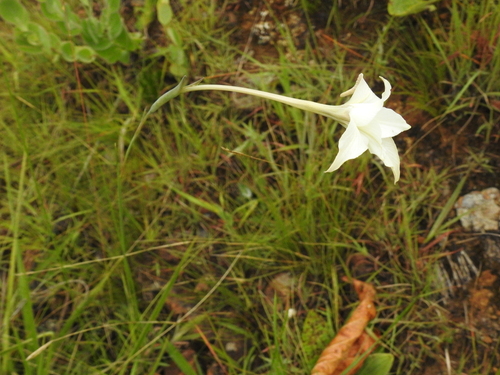 Image of Gladiolus longicollis by (c) katuchka, some rights reserved (CC BY)