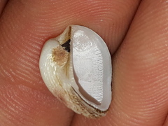 Striarca pisolina