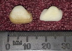 Striarca pisolina