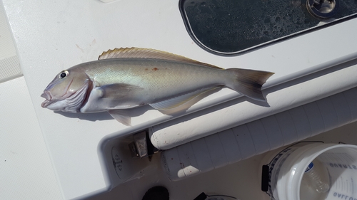 Blueline tilefish (Caulolatilus microps) — Malacanthidae — 5
