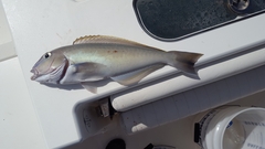 Blueline Tilefish photo 5