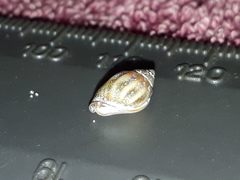 Nassarius jonasii