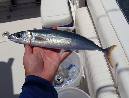 Greater Kingston (Decapterus tabl) — Carangidae — 5