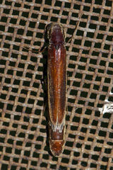 Lymexylidae