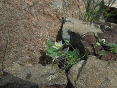Spergularia flaccida
