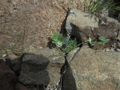 Spergularia flaccida