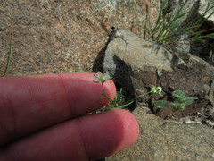 Spergularia flaccida