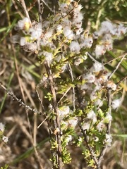 Eriocephalus ericoides
