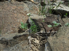 Spergularia flaccida