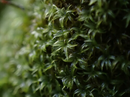 Image of Zygodon rupestris by no rights reserved