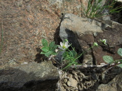 Spergularia flaccida