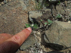 Spergularia flaccida
