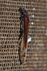 Lymexylidae
