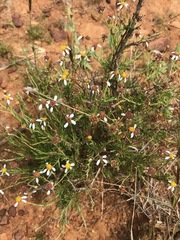 Phymaspermum parvifolium