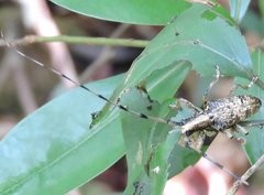 Acalolepta permutans