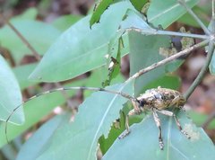 Acalolepta permutans