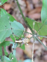 Acalolepta permutans