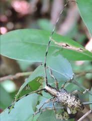 Acalolepta permutans