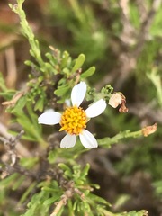 Phymaspermum parvifolium