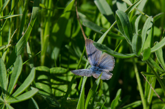 Glaucopsyche lygdamus