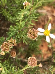 Phymaspermum parvifolium