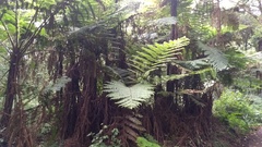Cyathea manniana