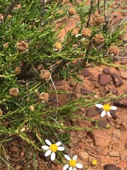 Phymaspermum parvifolium