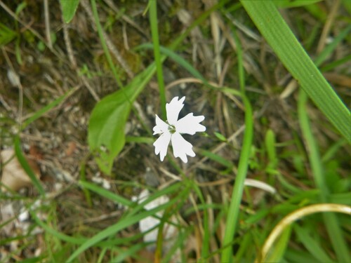 Image of Heliosperma alpestre by no rights reserved