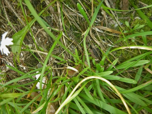 Image of Heliosperma alpestre by no rights reserved