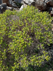 Euphorbia acanthothamnos