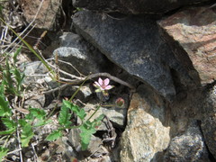 Erodium laciniatum