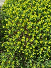 Euphorbia acanthothamnos