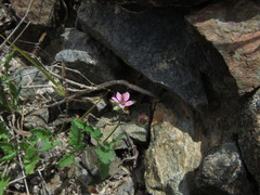 Erodium laciniatum