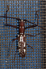 Olenecamptus dominus