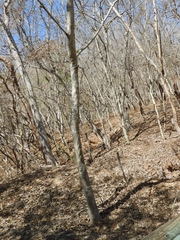 Albizia occidentalis