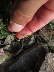 Erodium laciniatum