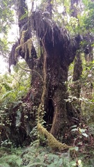 Ocotea usambarensis