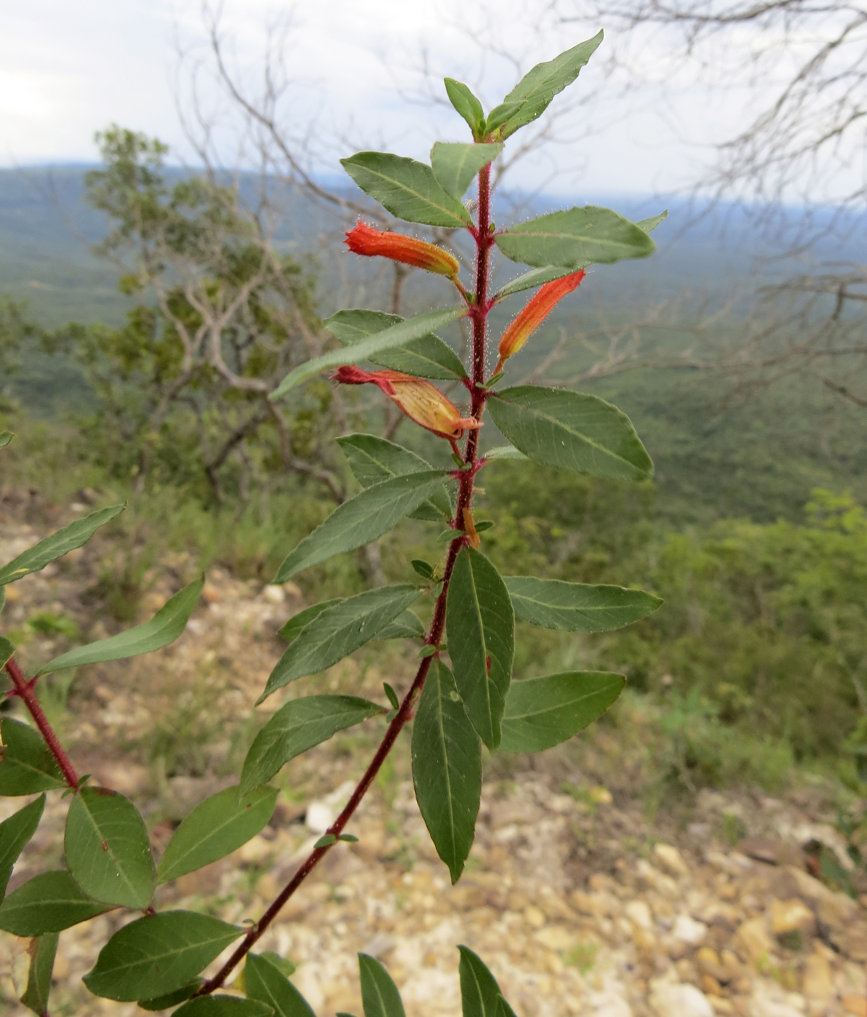 Cuphea loefgrenii