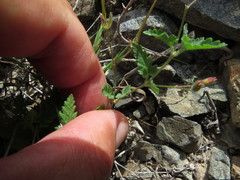 Erodium laciniatum