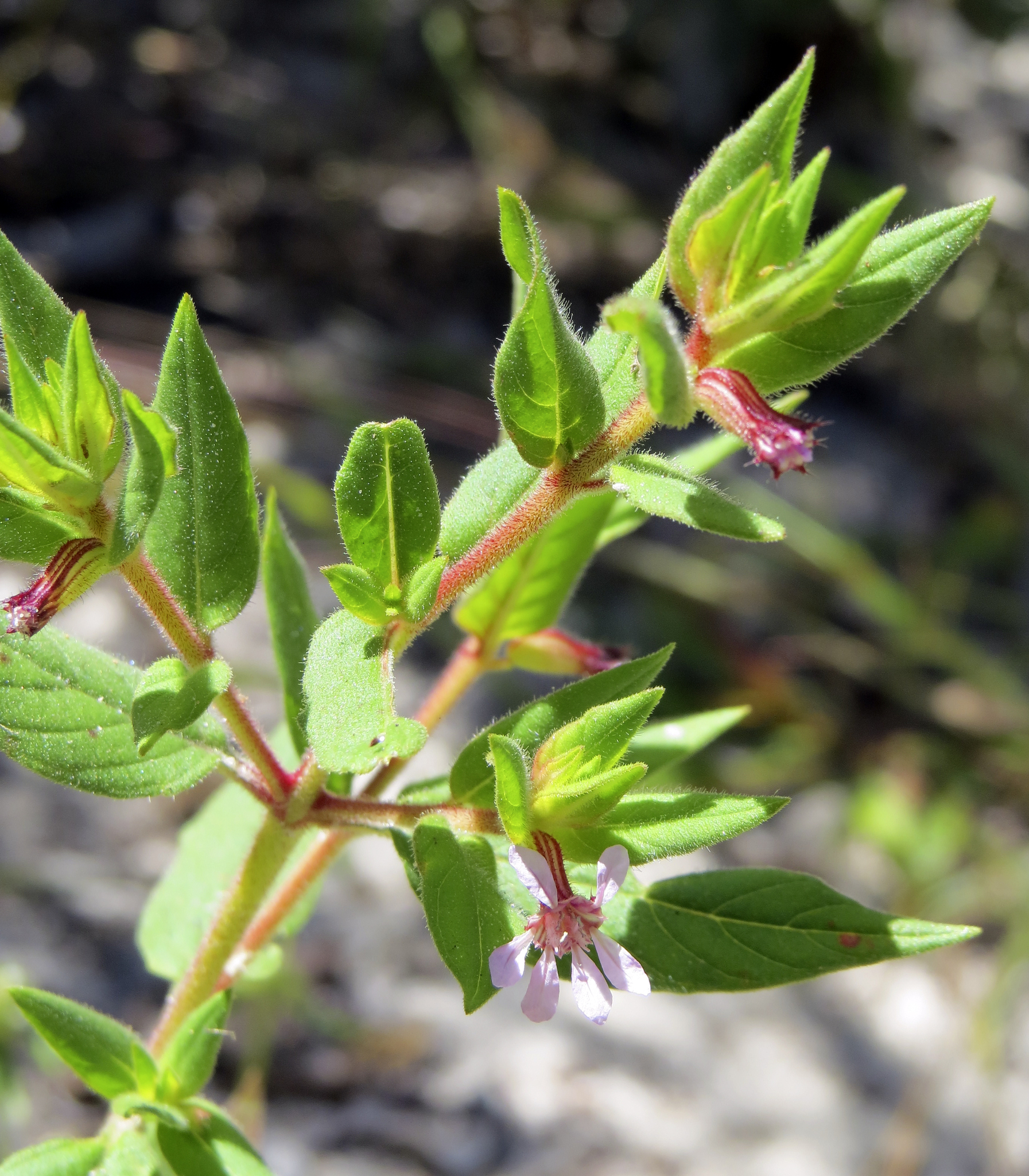 Cuphea lutescens